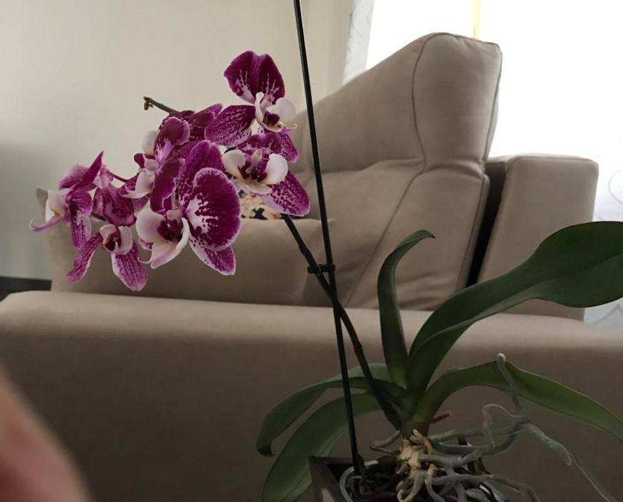 Apartamento Cangas Relax Onís 外观 照片